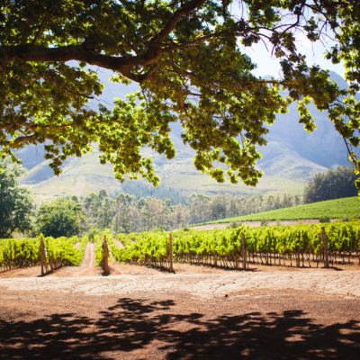 Delheim Wine Tasting