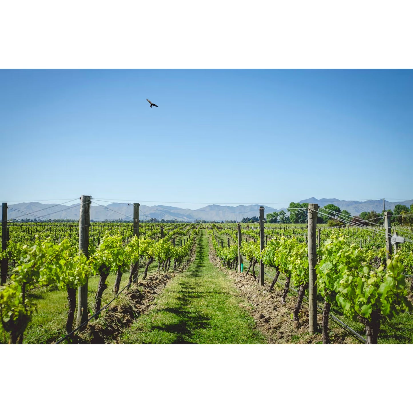 HUNTER'S WINE TASTING