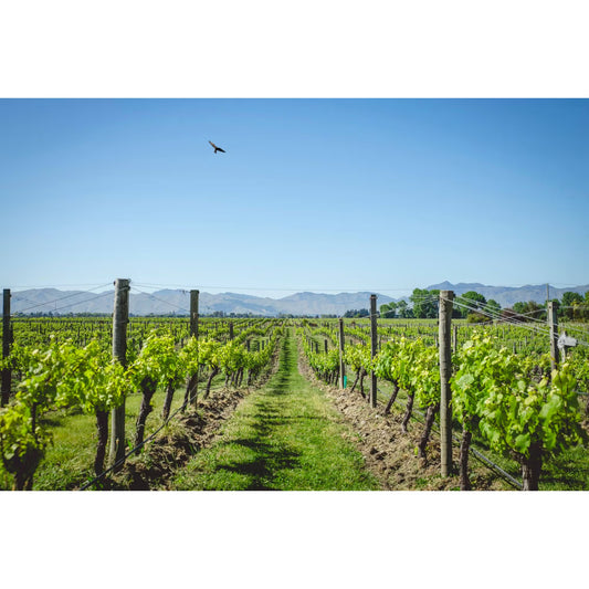HUNTER'S WINE TASTING